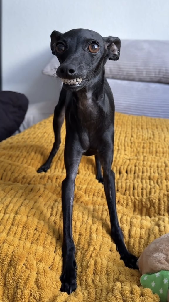 Sapna Madan tweet media