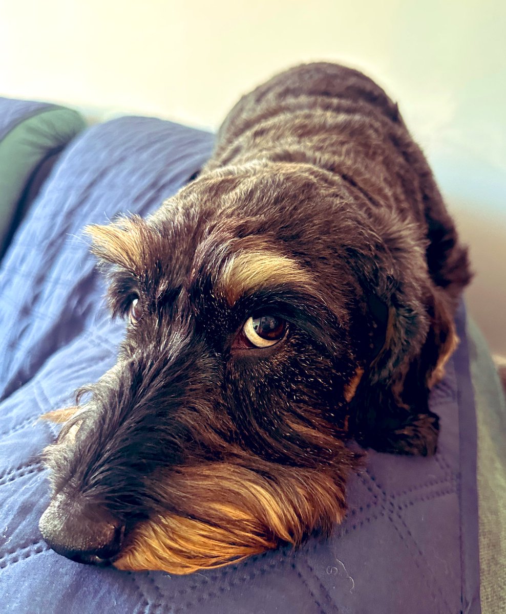 𝗟𝗮𝘂𝗿𝗮 Castro tweet media