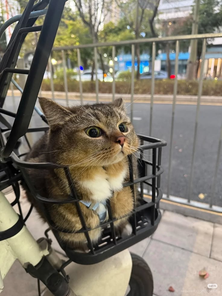 Cats all the way tweet media