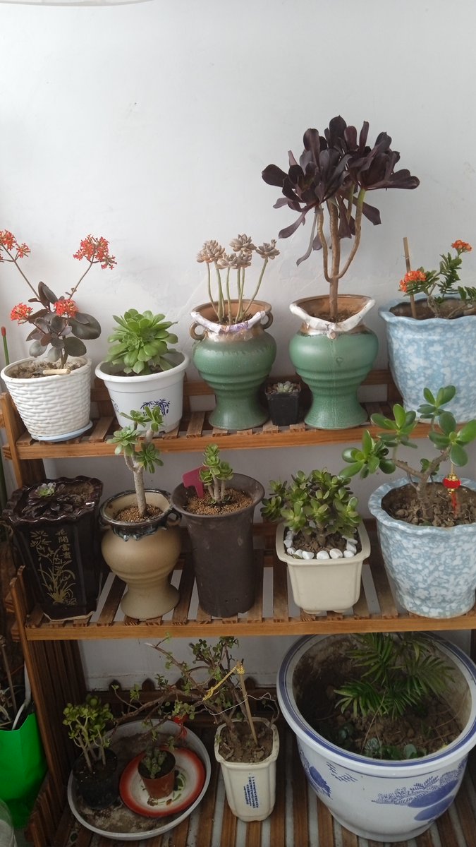 robin kaveh tweet media