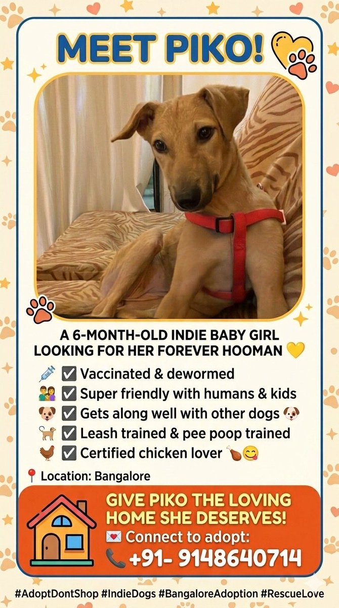 mohmaaya's tweet image. #Bangalore
Adopt don’t shop 💖
Please share.