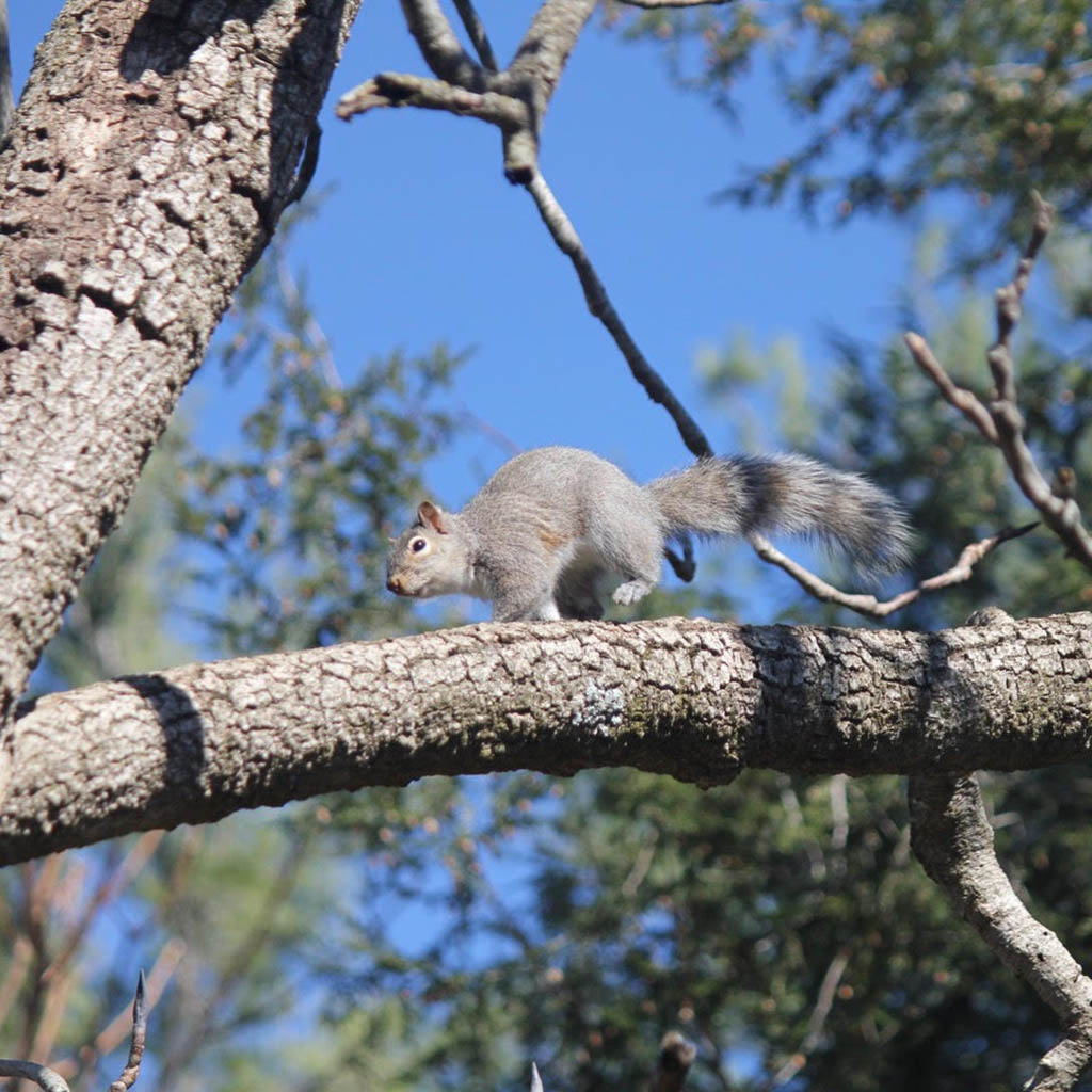 The Gaian Way tweet media