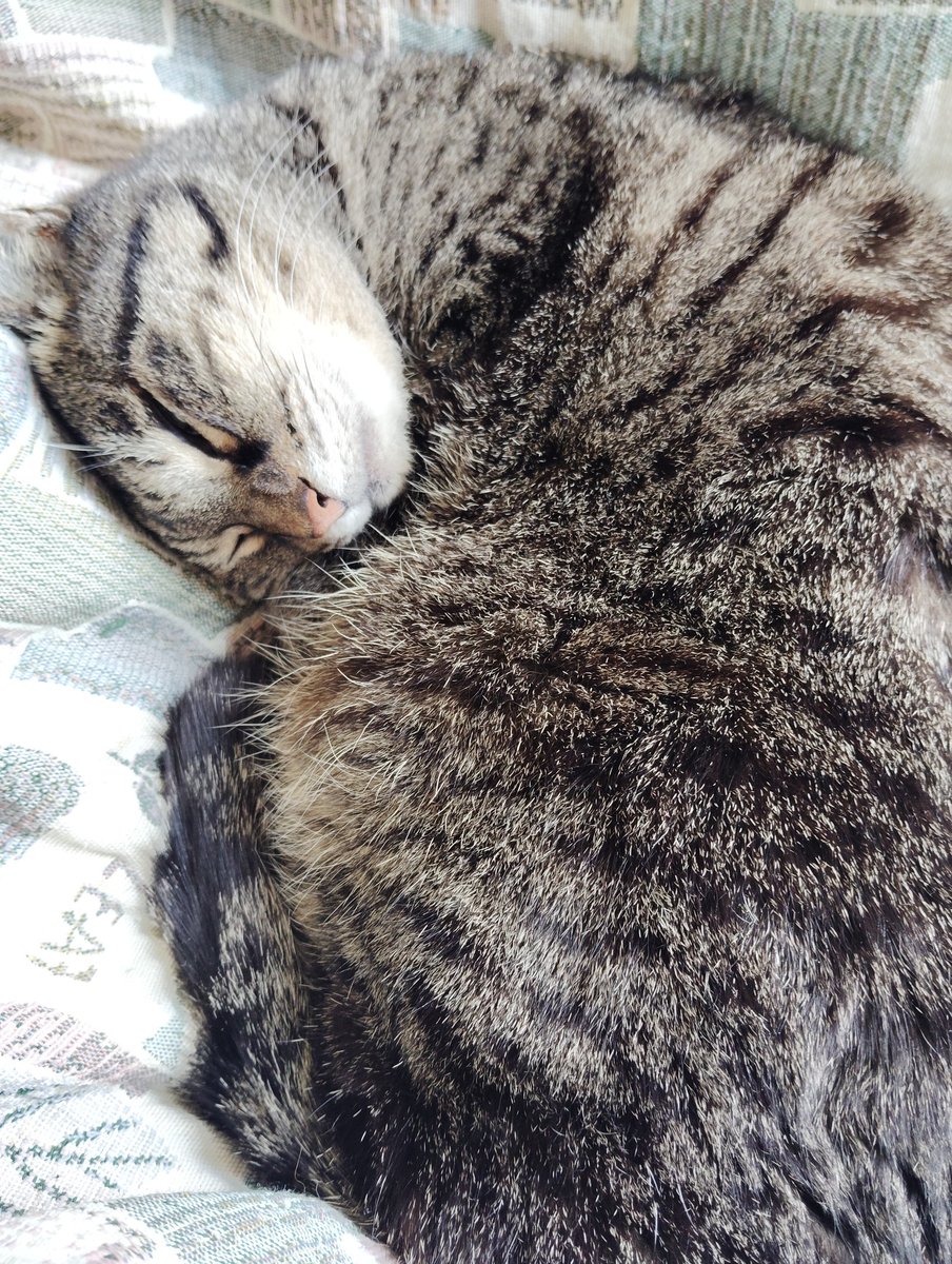 キャット tweet media