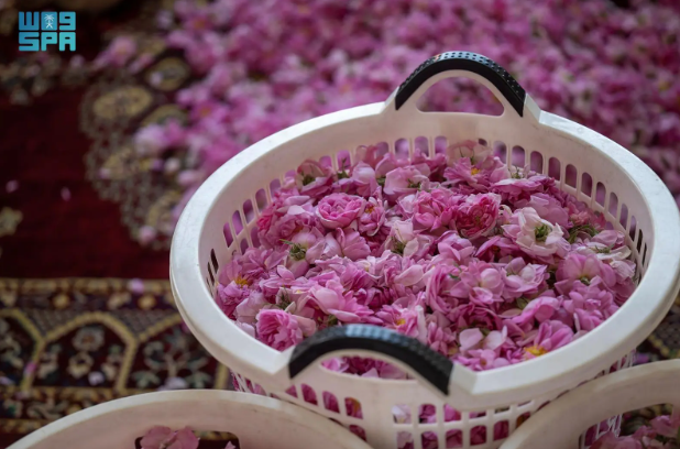 infoblazeme's tweet image. #Taif Rosewater Production Remains a Treasured Springtime Craft

#SaudiArabia #Rosewater
#MiddleEast 
infoblaze.com/news/details/1…
Via SPA