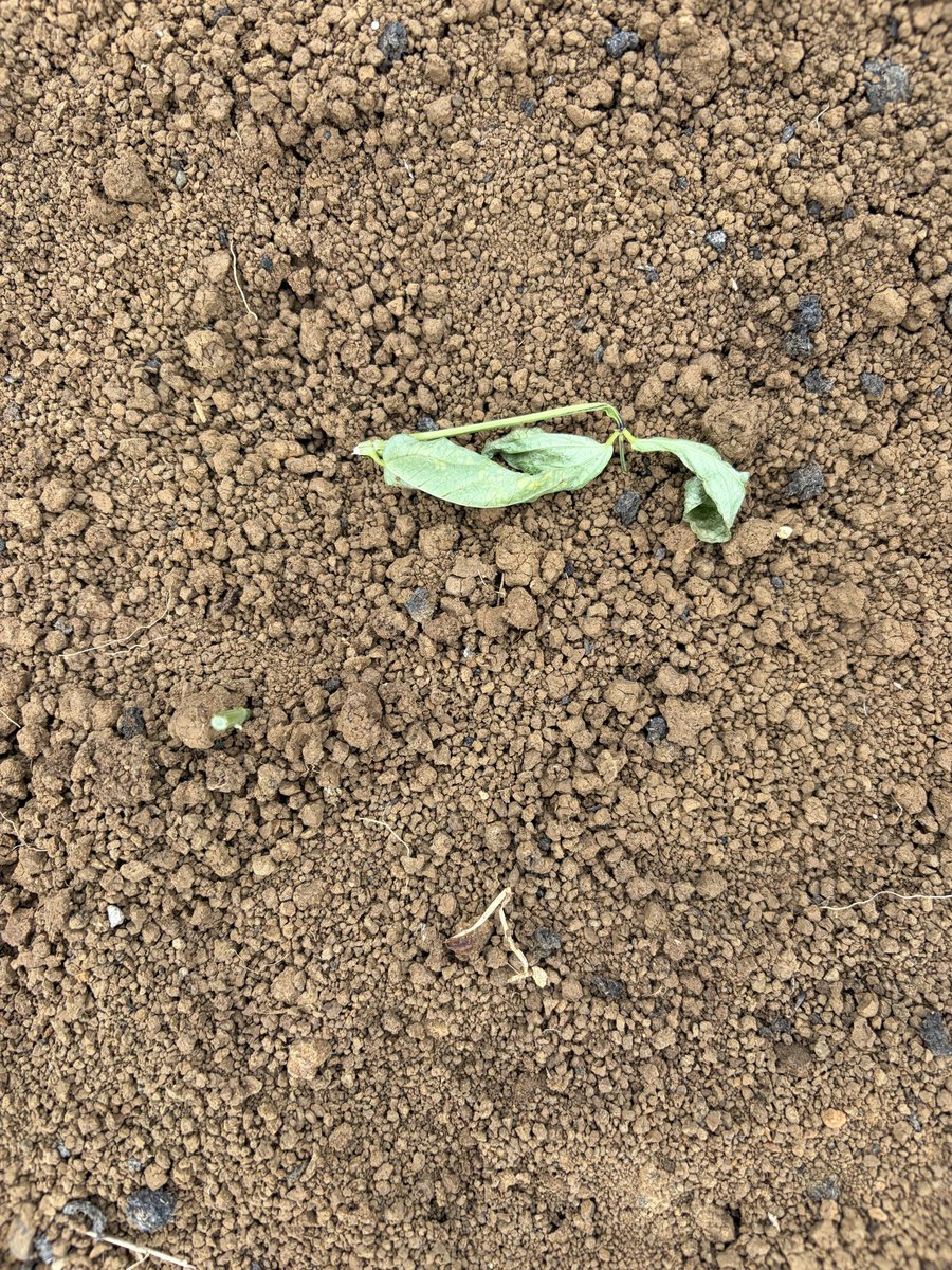 ちびっこ隊長 マイキー tweet media