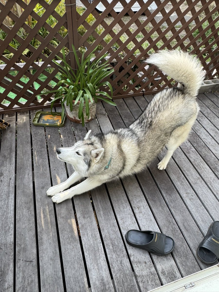 💎サファイア王子♂シベリアンハスキー🐾 tweet media