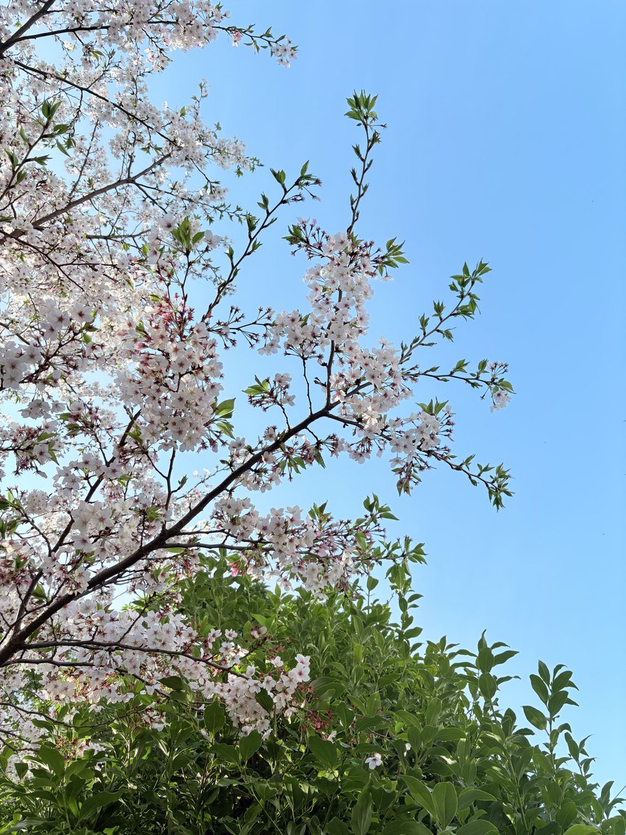 柚月彩那 tweet media