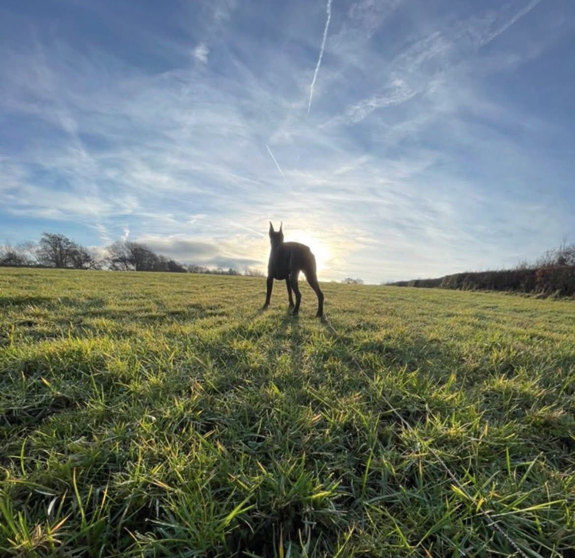 sheilaMol tweet media