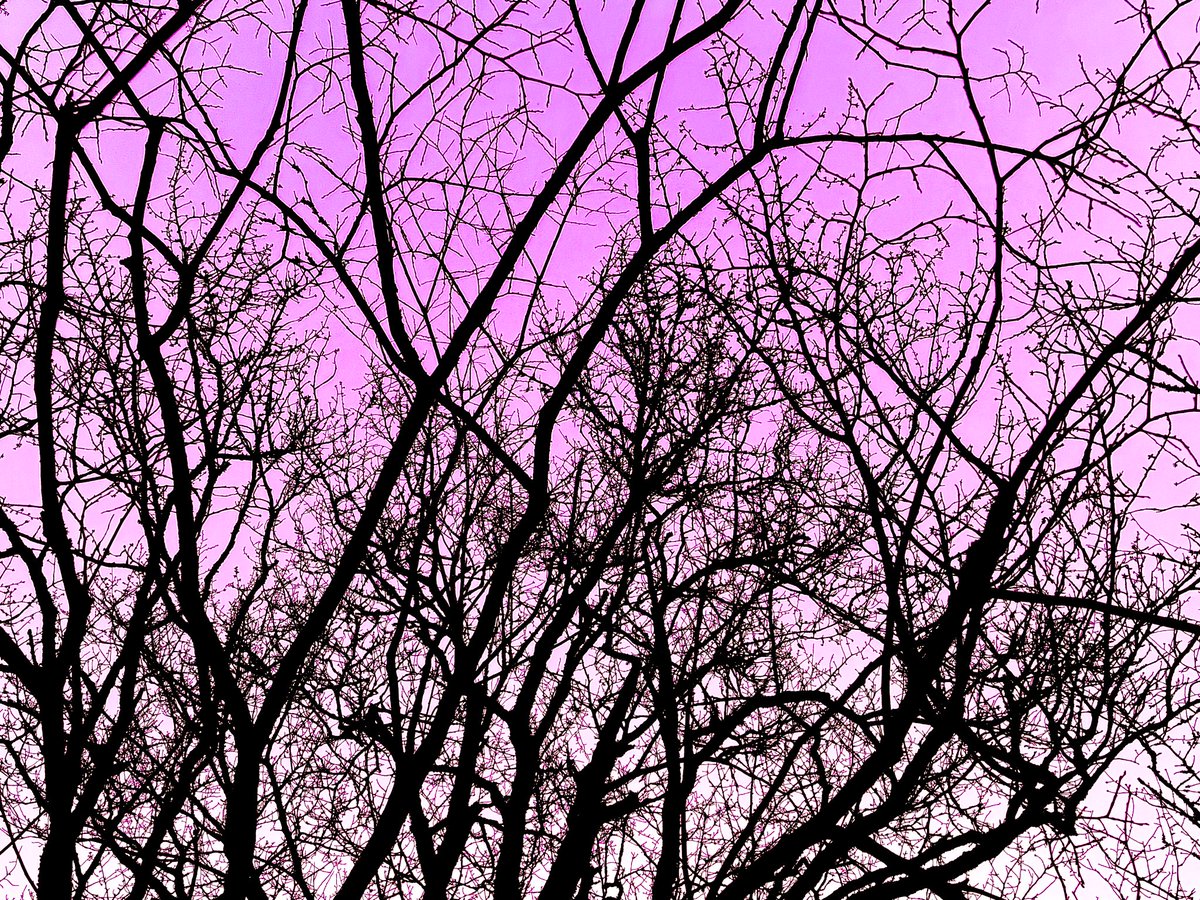 にゃん(4) tweet media