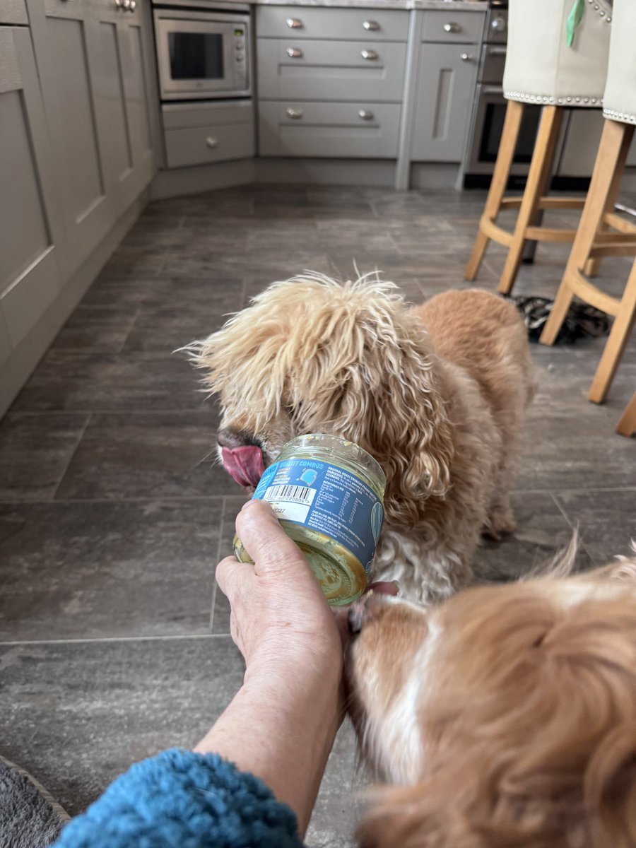 SpanielsSuper's tweet image. Today is just getting better 👍

We got turns with the empty @ManiLife_ peanut butter jar 
Isky gets first lick as his nose is so short #ShortySnout 
Then I get it as my slim, slender nose #BigSnout  &amp;amp; extra long tongue gets right to the bottom #Delicious 😋😋😋