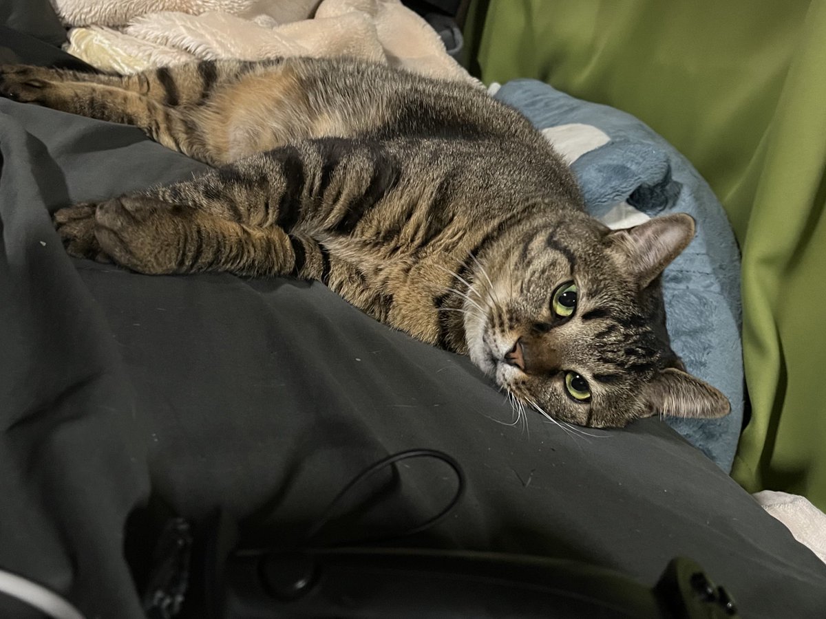 Alice_AS tweet media