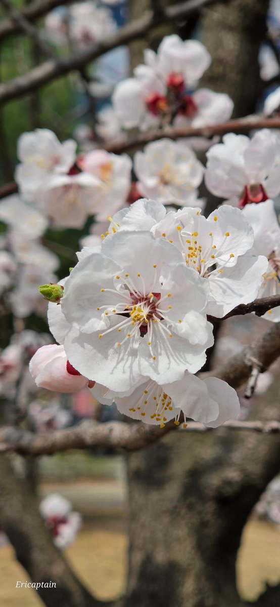 Ericaptain tweet media