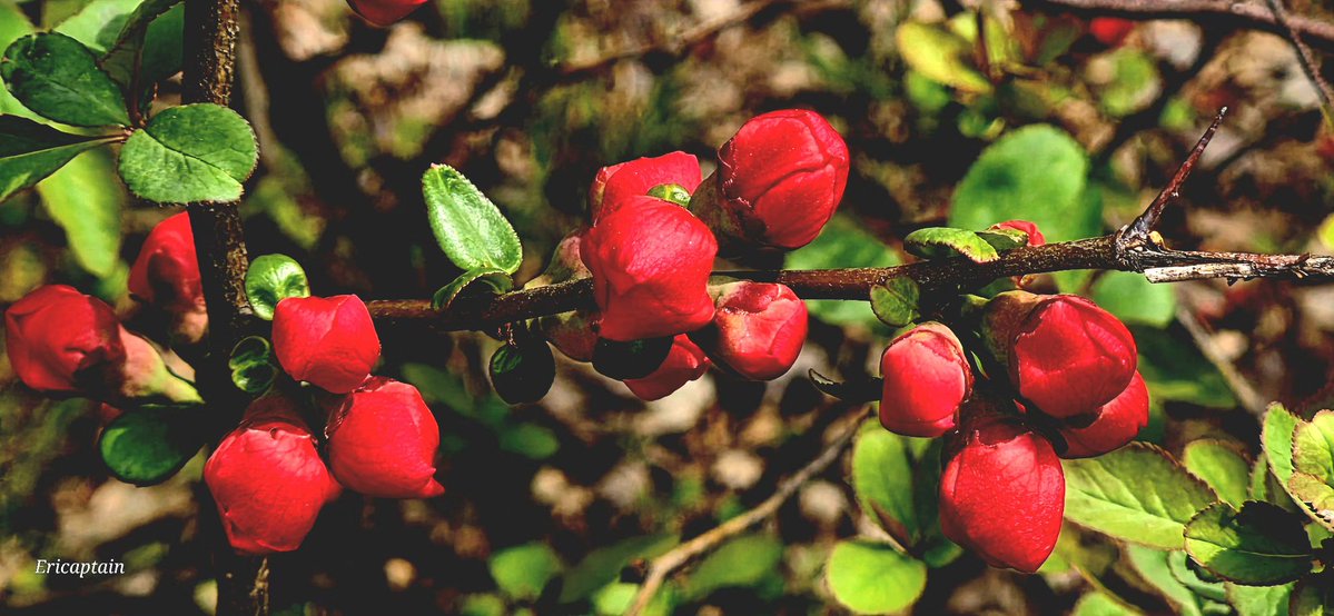 Ericaptain tweet media