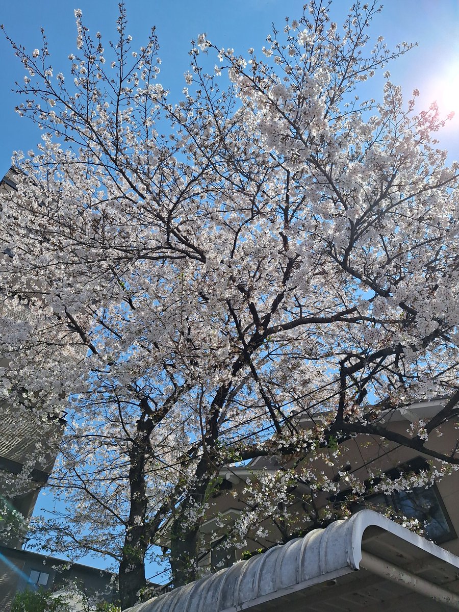 kakeru_kaga's tweet photo. 春爛漫 https://t.co/hkZ3kzh7dQ