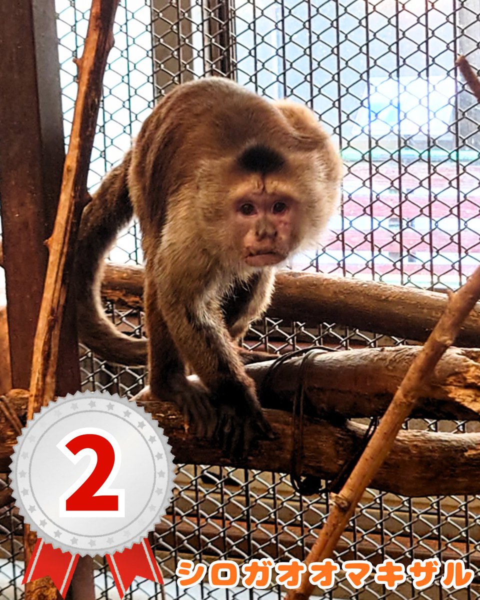 那須ワールドモンキーパーク【公式】 tweet media