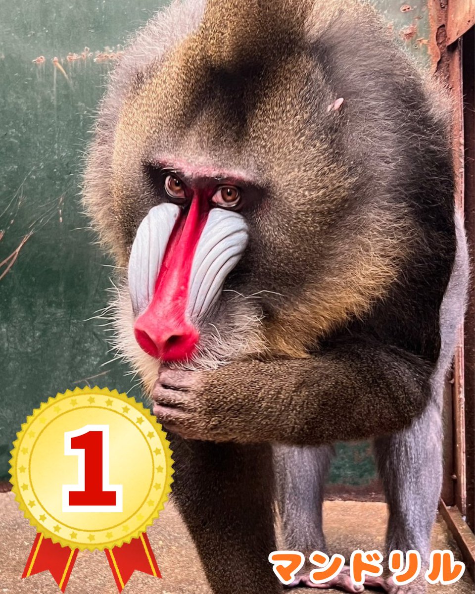 那須ワールドモンキーパーク【公式】 tweet media