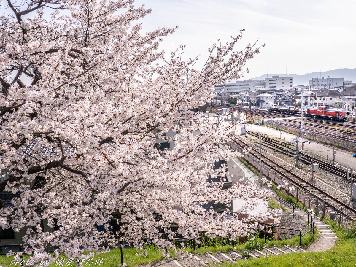 鮒戻峰太郎 tweet media