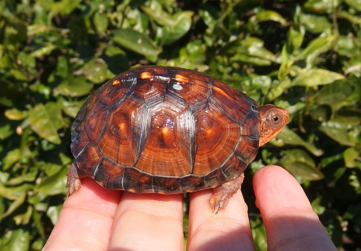 和象亀 tweet media