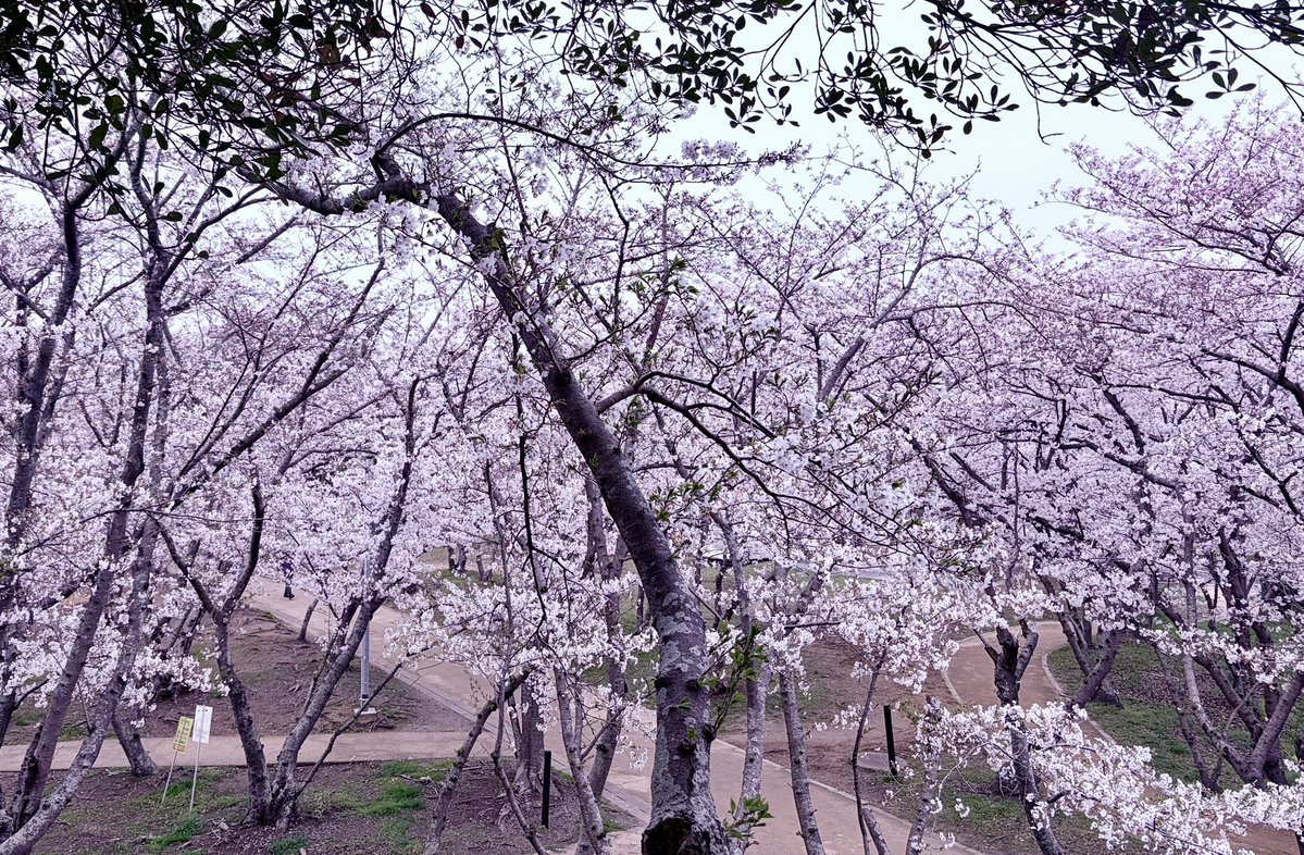 ちゃーりー⭐️ tweet media