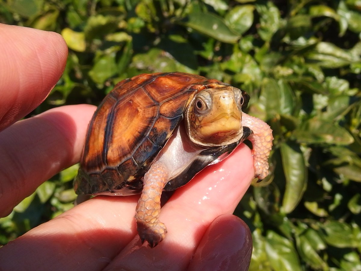 和象亀 tweet media