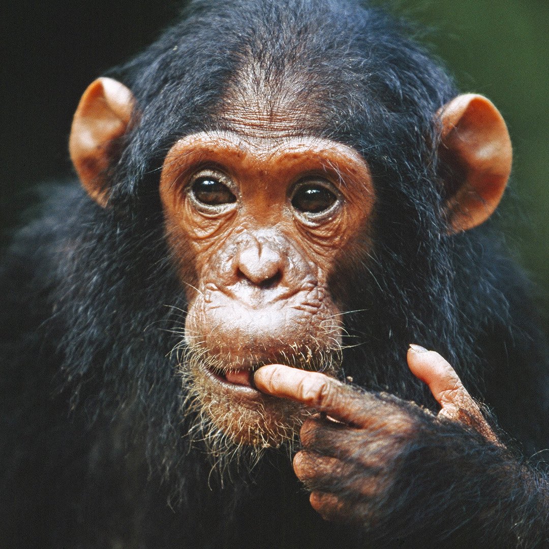 natgeotvturkiye's tweet image. Bir ormanda başlayan hikaye, tüm dünyaya yayılan bir farkındalığa dönüştü. Jane Goodall’ın doğum gününde onun çalışmalarına ışık tutuyoruz.

Maymunlar Krallığı, bu akşam 20.00'de #WILD'da. #JaneGoodall