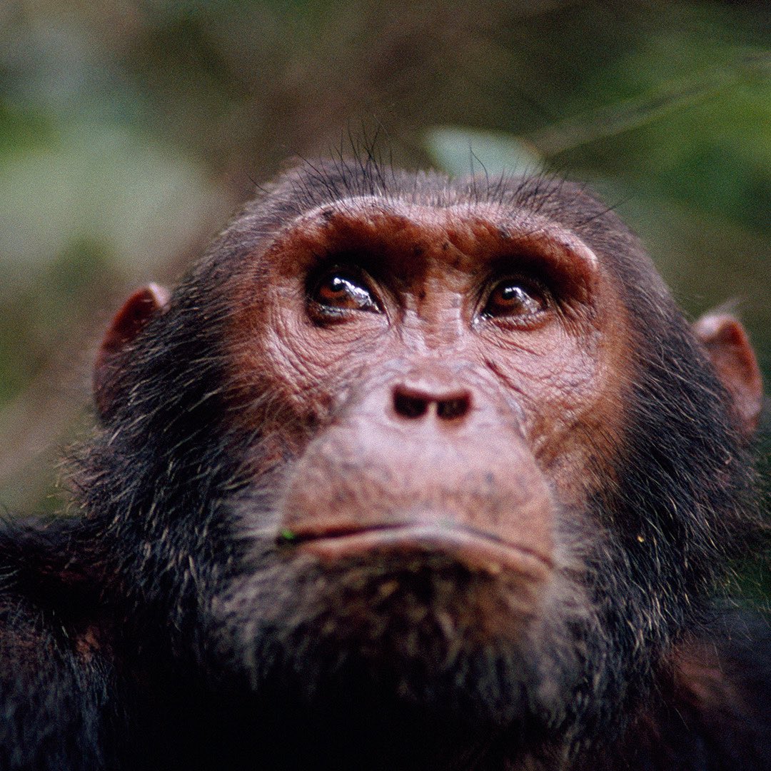 natgeotvturkiye's tweet image. Bir ormanda başlayan hikaye, tüm dünyaya yayılan bir farkındalığa dönüştü. Jane Goodall’ın doğum gününde onun çalışmalarına ışık tutuyoruz.

Maymunlar Krallığı, bu akşam 20.00'de #WILD'da. #JaneGoodall