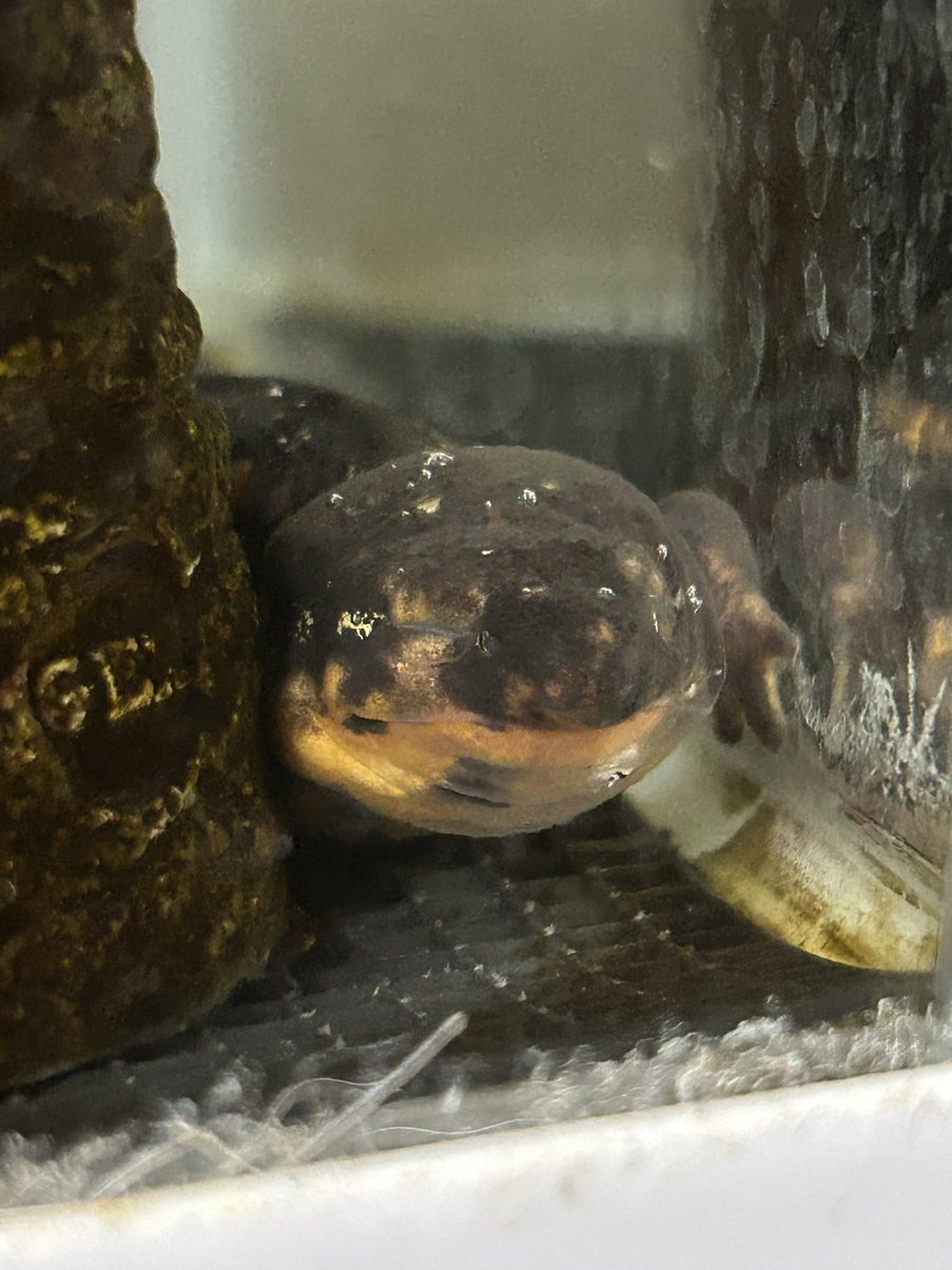 高橋 紬 元CH47-Jが好き tweet media