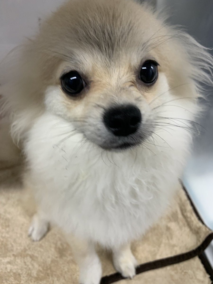 そらみなと🐕 6.27バースデー tweet media