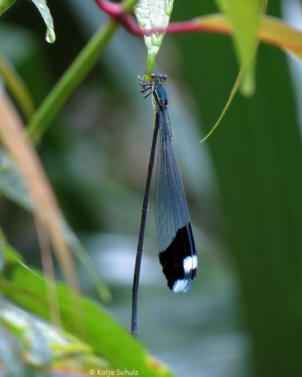British Dragonfly Society tweet media