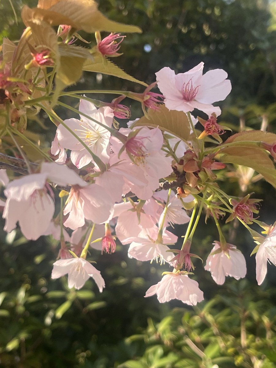 ミフィ@ｱｲｺﾝは本人 tweet media