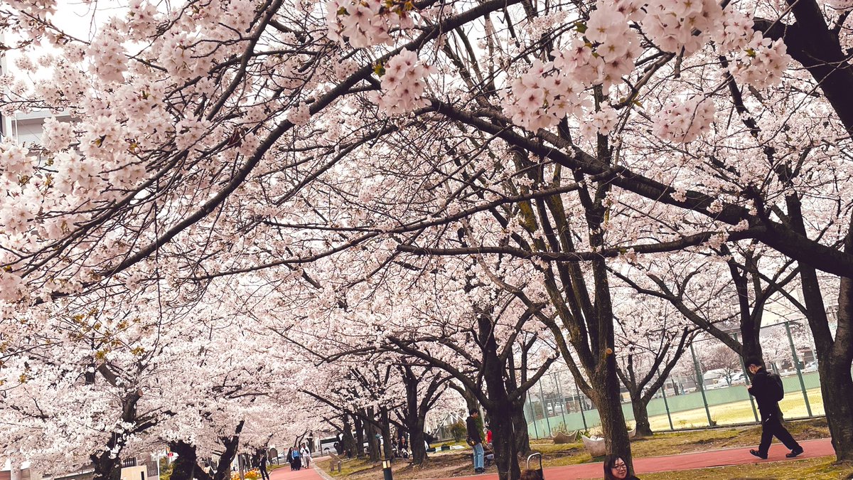 うぱ🐈 tweet media