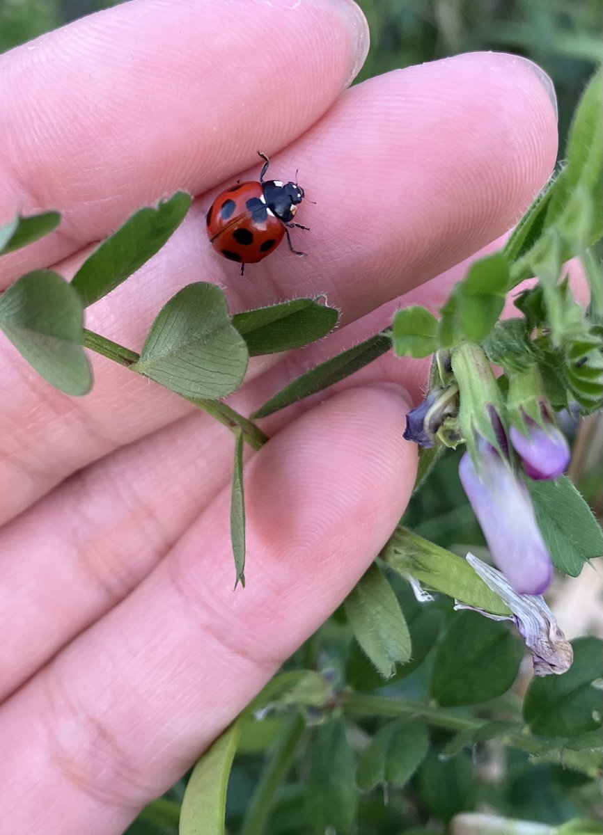 大月ぐんぐにーる tweet media