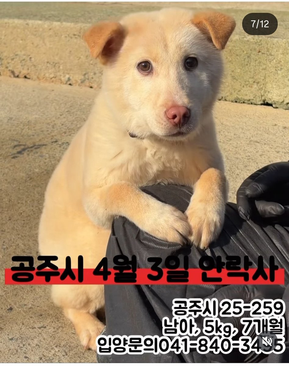 공주시보호소 오늘 안락사 예정이었는데 보류되었대요..
너무 늦게 봐서 공유할까 말까 많이 고민되었는데..
7개월 순딩이 아가 겨우 살아났는데 가족이 되어주실 분 없을까요

instagram.com/p/DWqbawIkecL/…