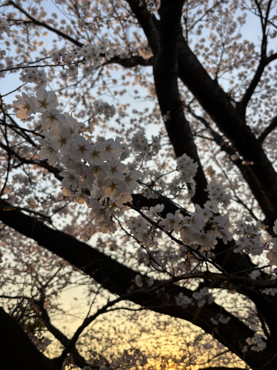 Zing=Nicks tweet media