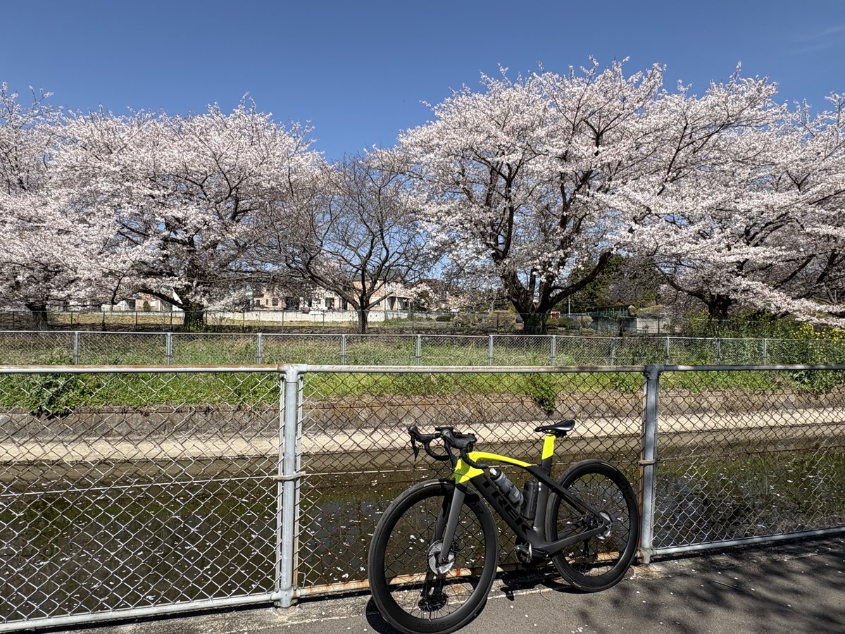 ken11gou's tweet photo. 久しぶりにロードバイクに乗り、お花見🌸ライドしてきました🤗 https://t.co/0w2L5b76Ra