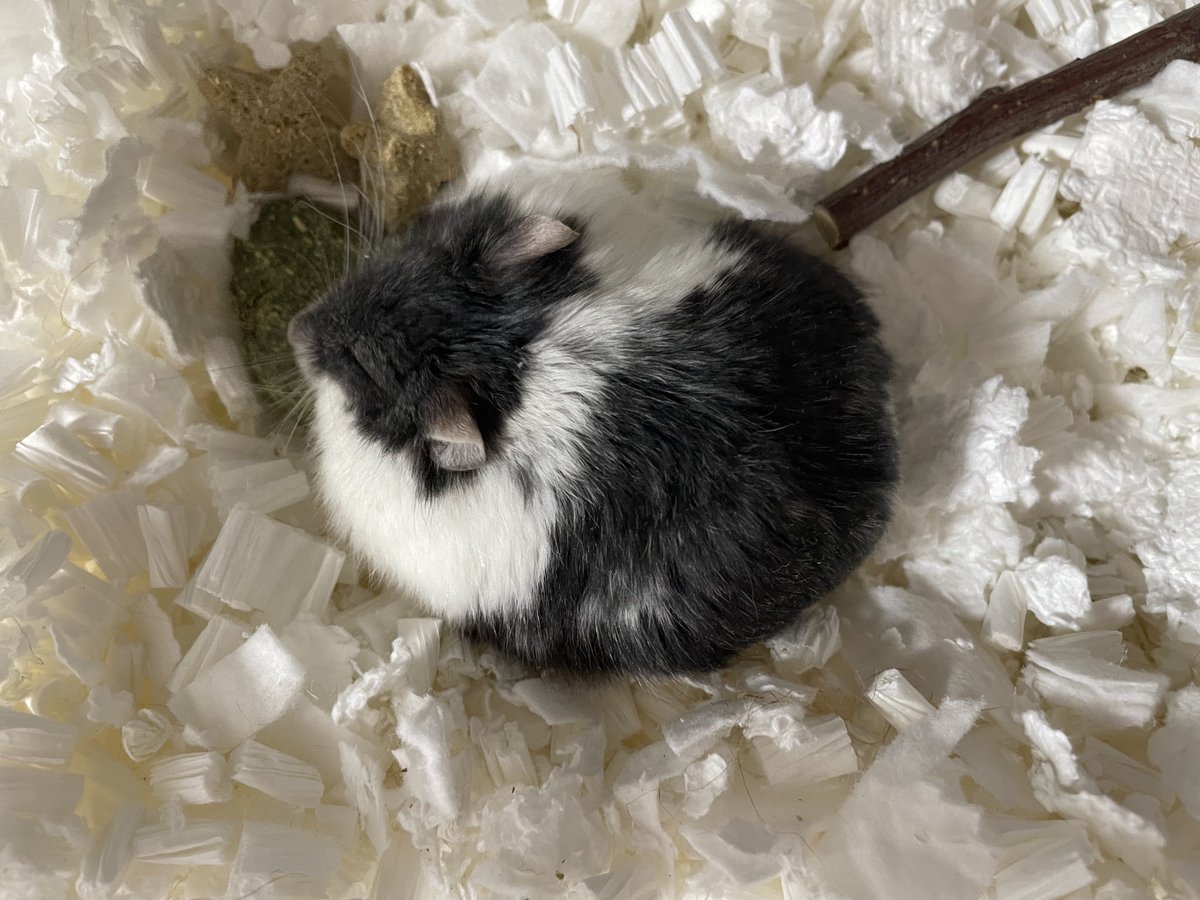 えも@16匹のはむちゃんず🐹 tweet media