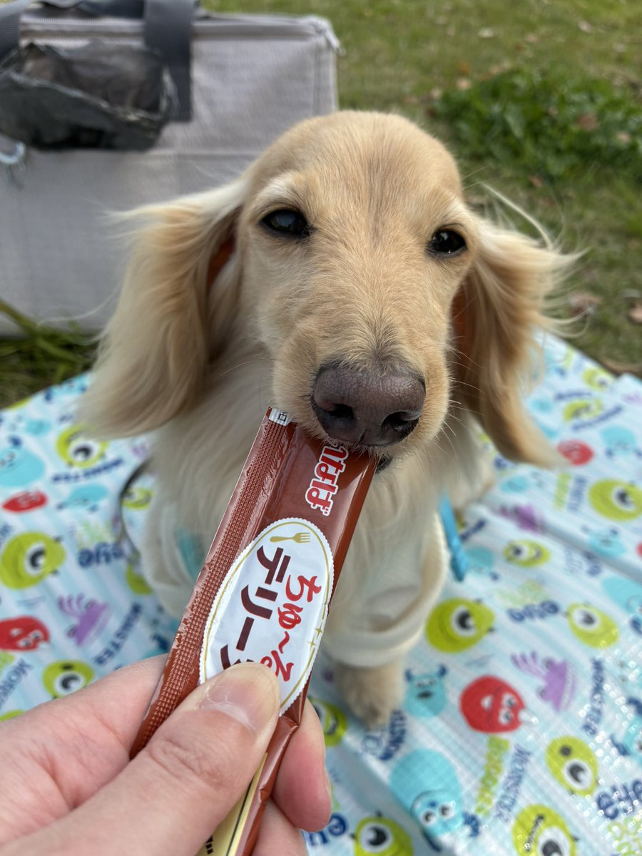 パピちゃん tweet media