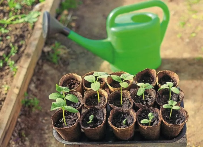 Kitchen Garden tweet media