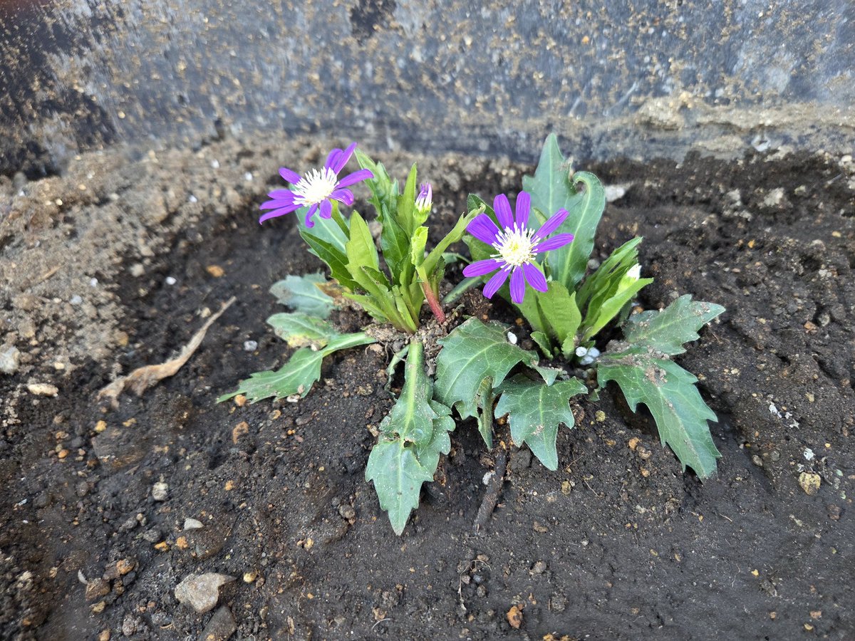 insect_64 tweet media