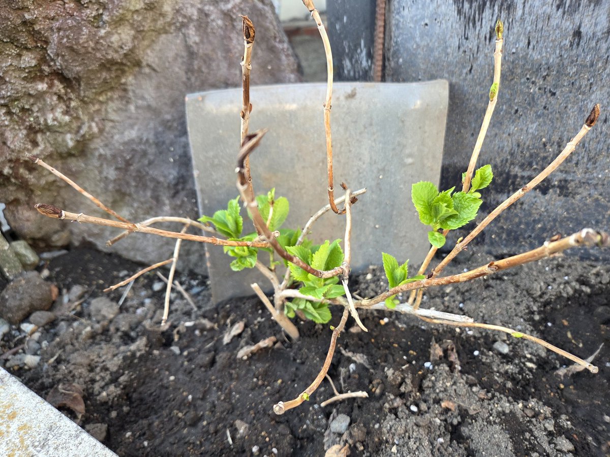 insect_64 tweet media