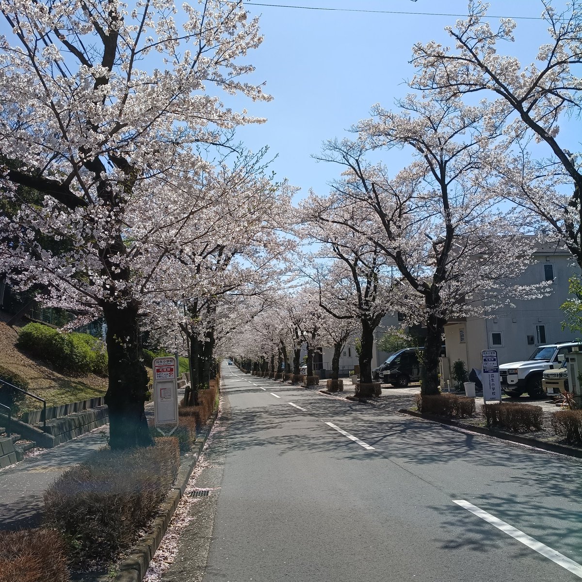 YpHamster's tweet photo. 尾根幹から寄りポタ　桜
乞田川は満開見頃
永山さくら坂は散り出してます https://t.co/OhxrG5oXkY