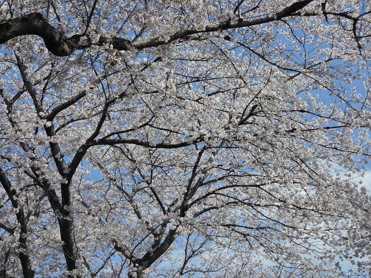 howavvy's tweet photo. 今日見た桜〜✨
綺麗だった✿ﾟ❀.(*´▽`*)❀.ﾟ✿結構落ちてたなぁ…短いね https://t.co/DODRO8q36d