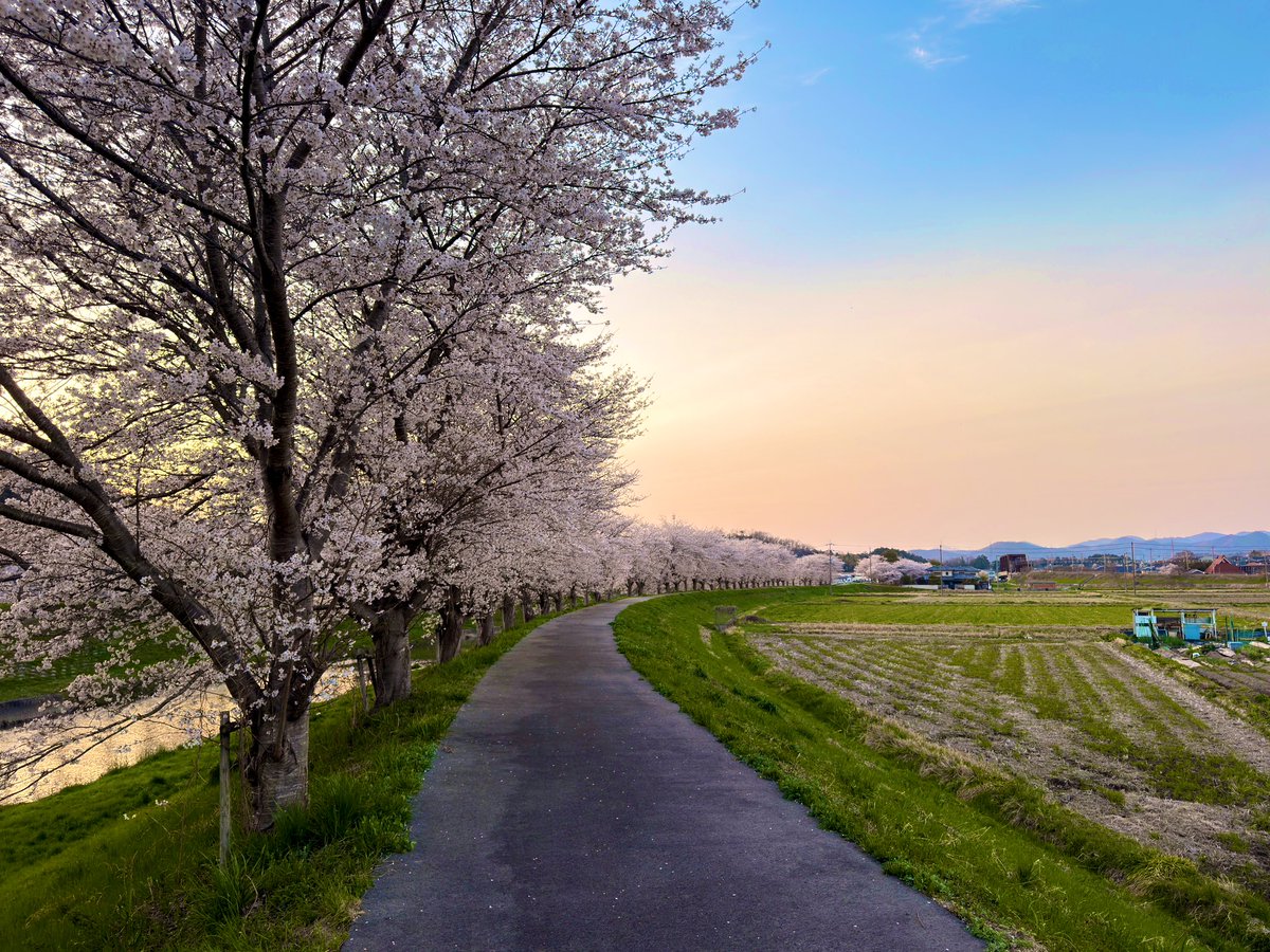 KENSR20DET tweet media