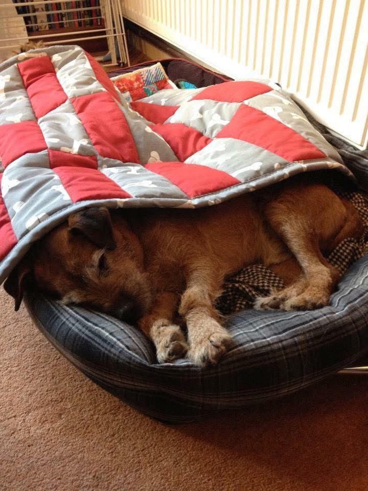 Archie The Sewin Dog tweet media