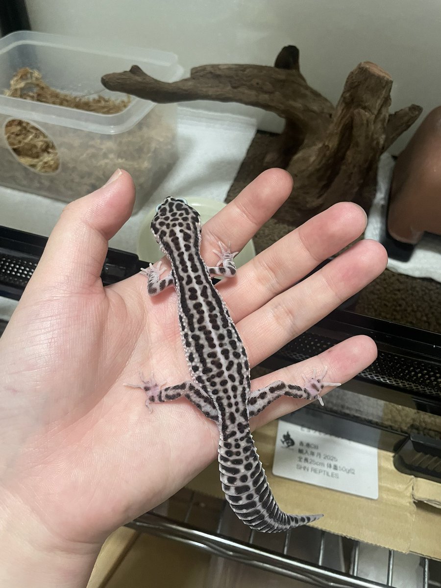 初めてハンドリングした！！めっちゃ可愛い！最高か？ちくちくしてて最高か？腕の上よちよち歩いててかわよやば？てか大きくなったねぇ🥰🥰🥰🥰