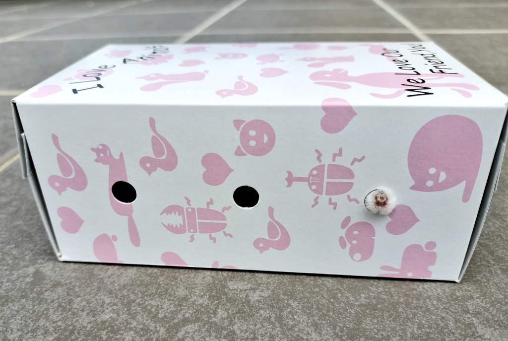 お華✾ tweet media