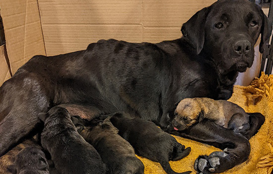 marillion13's tweet image. Send a Care Package to Help Dogs, Cats, and Other Animals if you can, for me who depends on #SocialSecurity #SharingIsCaring. 
💖💖💖
secure.peta.org.uk/page/189332/do…
@PETAUK