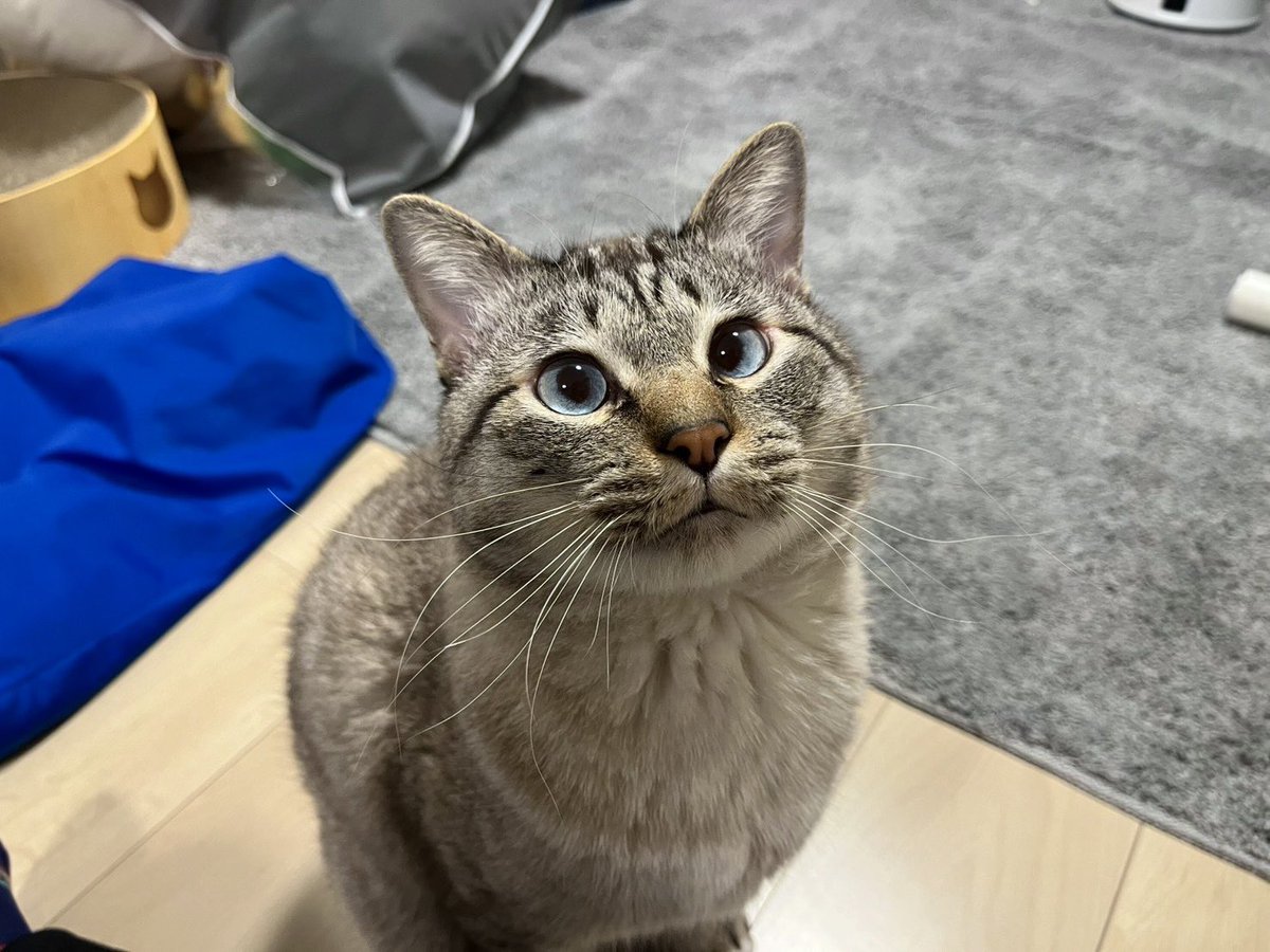 甘えんぼのあま tweet media