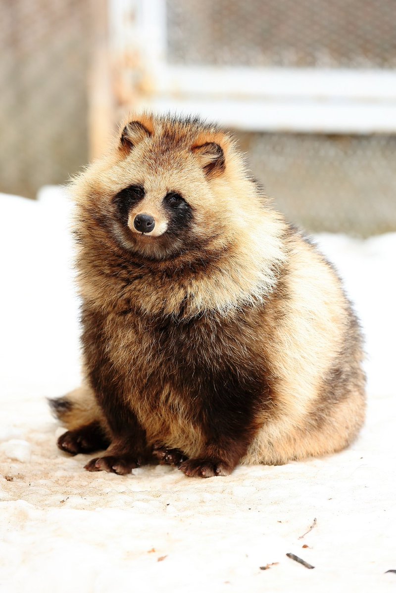 ポンピラ tweet media