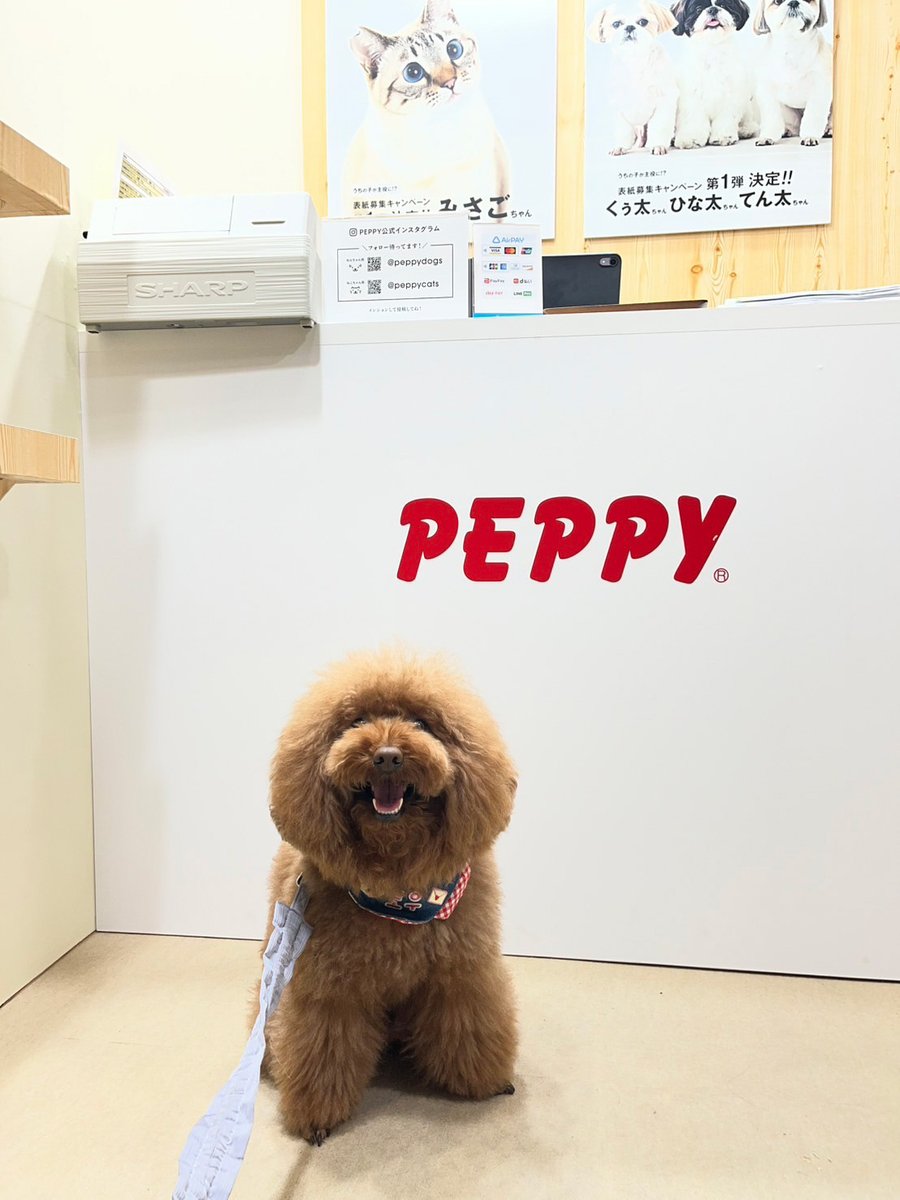 ペット用品通販会社｜PEPPY公式アカウント tweet media